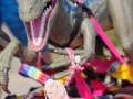 IMGP8006-1
